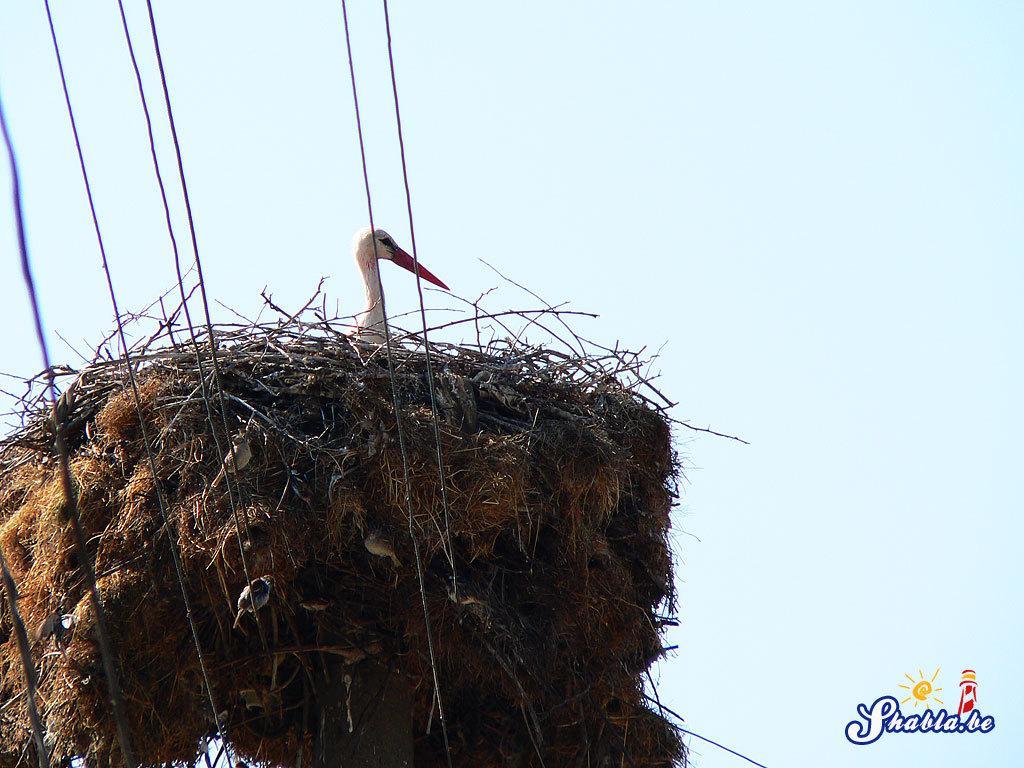 Elida Guest House Shabla ภายนอก รูปภาพ